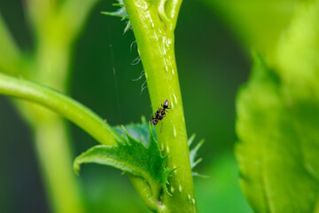 Ants in the wild, North China