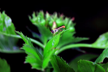 Aphid eating flies in the wild, North China