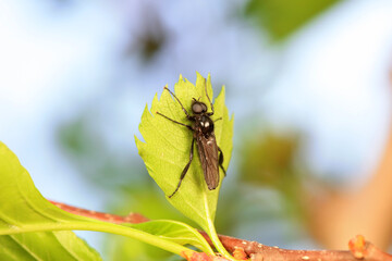 Mosquitos on wild plants, North China