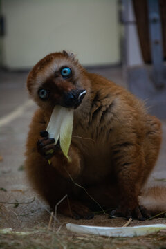 Brauner Lemur baim Essen.