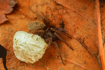 Spiders in the wild, North China