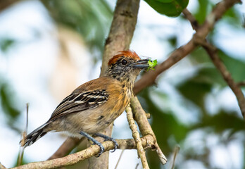 Female Crested Antshrike, Thamnophilus multistriatus, eating a green grasshopper perched in the mangrove.