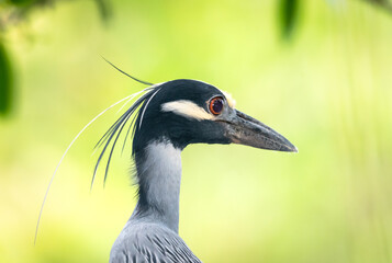 Headshot of a Black-crowned Night Heron, Nycticorax nycticorax, with a warm yellow background.
