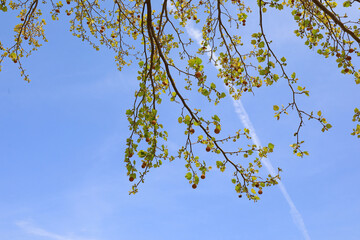 Sycamore branches under the blue sky, North China
