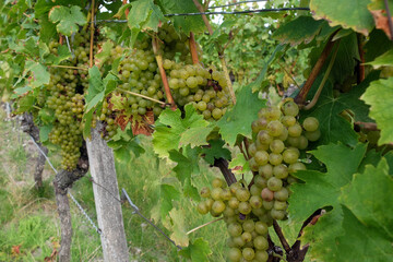 Baccus Trauben am Kammerforster Teufel