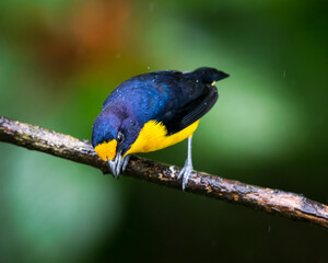 Small vibrant male Violaceous Euphonia, Euphonia violacea, perched on a branch in the rain on a wet day