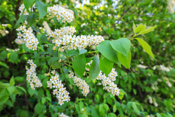 Blooming purple leaves and thick plum flowers in the park, North China