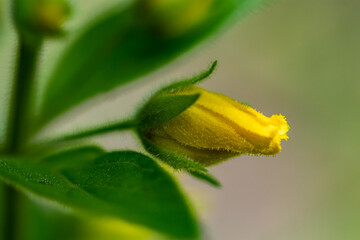 Lysimachia vulgaris flower in meadow, close up 