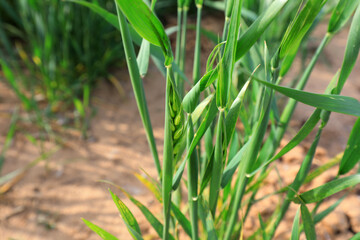 Vigorous growing wheat, North China Plain