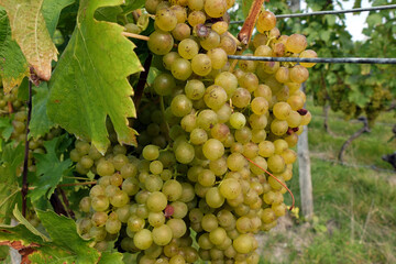 Baccus Trauben am Kammerforster Teufel