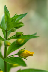 Lysimachia vulgaris flower growing in meadow, close up 
