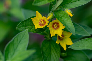Lysimachia vulgaris flower in meadow, close up shoot	