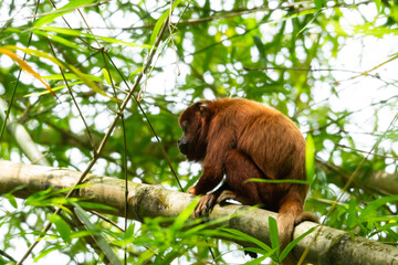Red Howler Monkey, Alouatta seniculus sitting in a bamboo patch in the rainforest of Trinidad and...