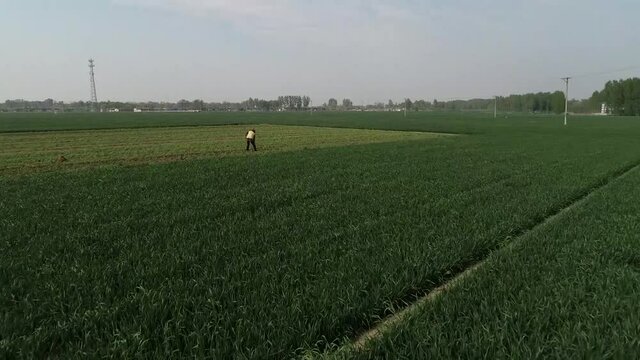 Farmers work in the wheat field, North China