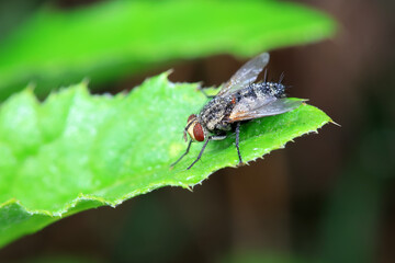 Flies on wild plants, North China