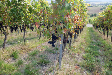Domina Reben im Weinberg vor der Ernte