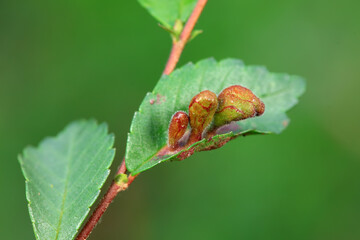 Galls on elm leaves in the wild