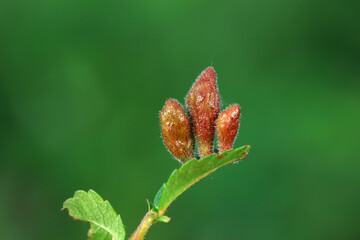 Galls on elm leaves in the wild