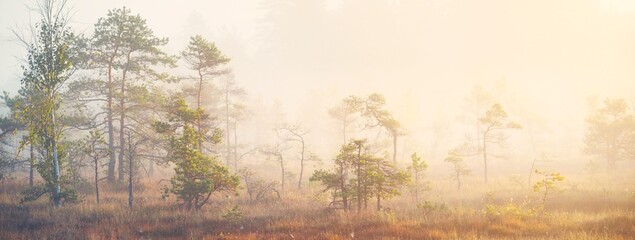 Evergreen forest (bog) in a thick mysterious fog at sunrise. Latvia. Soft sunlight. Idyllic autumn...