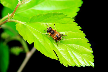 Aphid eating flies in the wild, North China