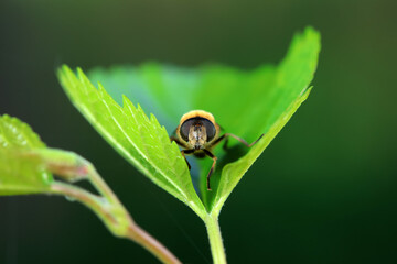Aphid eating flies in the wild, North China