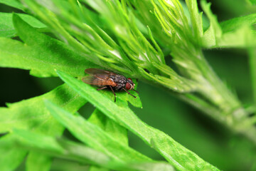 Flies on wild plants, North China