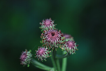Close up of wild plants, North China