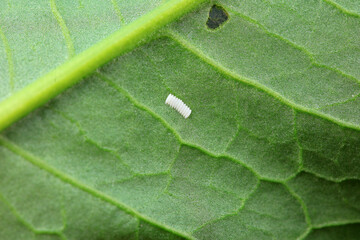 Insect eggs on wild plants, North China