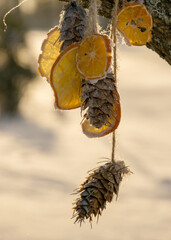 decorations after the holidays, dried orange slices and cones hung on a tree branch