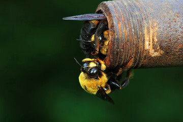 Yellow breasted wasp collects honey on Wisteria flowers, North China