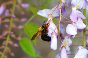 Yellow breasted wasp collects honey on Wisteria flowers, North China