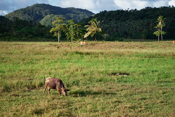 Big black bull at green grass plantation.