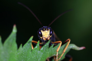 Bee insects in the wild, North China