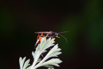 Bee insects in the wild, North China