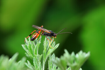 Bee insects in the wild, North China