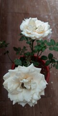 white rose on wooden background