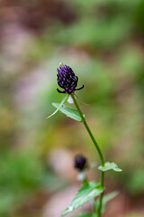 Phyteuma ovatum flower growing in mountains