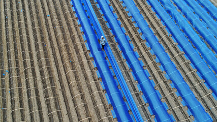 aerial photos of Farmers install ginger greenhouse skeletons in farmland, LUANNAN COUNTY, China