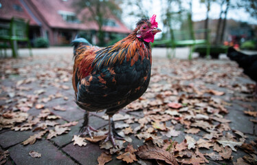 a chicken bird on a street during autum