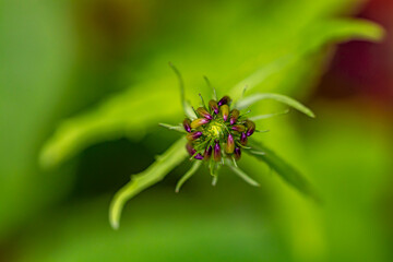 Phyteuma ovatum flower in mountains, close up shoot	