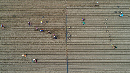 Farmers grow ginger in fields, aerial photo, China