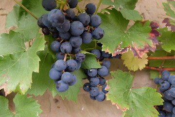 Domina Reben im Weinberg vor der Ernte