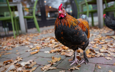 a cock animal on a street during autum