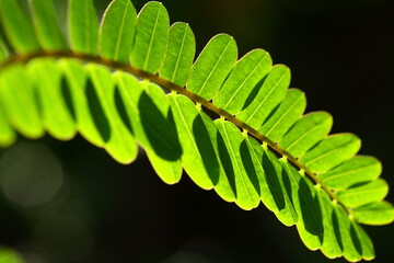 Close up image of agathi keerai , august tree leaves..