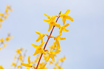 Blooming Forsythia flowers in the background of blue sky