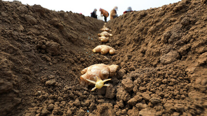 farmers grow ginger in fields, LUANNAN COUNTY, Hebei Province, China