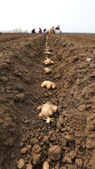farmers grow ginger in fields, LUANNAN COUNTY, Hebei Province, China