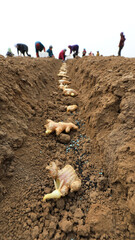 farmers grow ginger in fields, LUANNAN COUNTY, Hebei Province, China