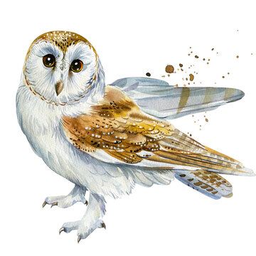 Owl Barn Owl On A White Background Watercolor