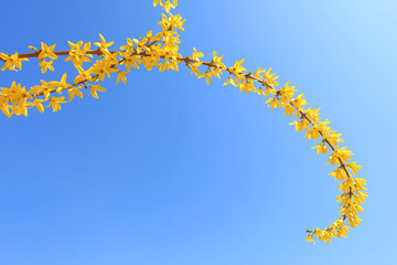 Forsythia flowers in botanical garden, North China